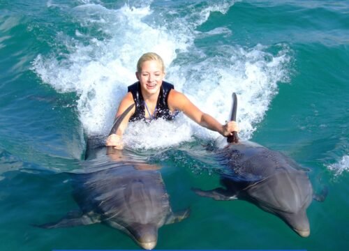 Swim With Dolphins